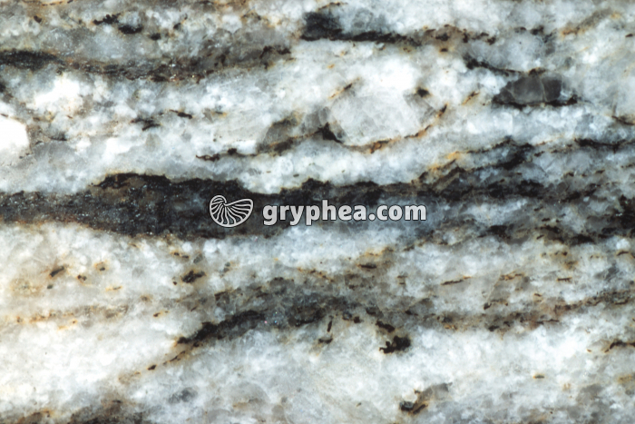 Gneiss poli x0,5 - gryphea.com